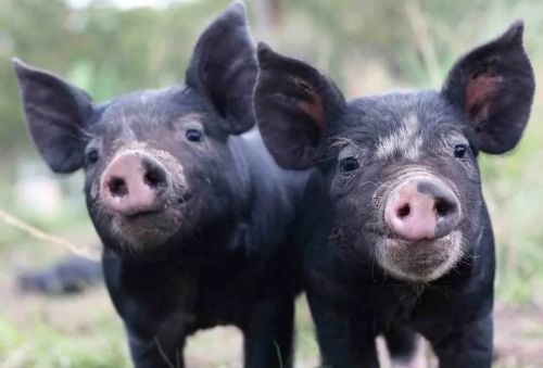 Fb Berkshire Pigs ( Hogs )