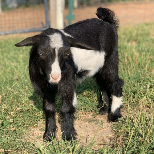 Nigerian Dwarf Goats ( Goats )