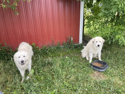 Pair Of Male Great Pyrenees/maremma Lgd's For Sale ( Dogs )