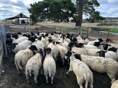 Pure Black Head Dorper Wethers Sheep ( Sheep )