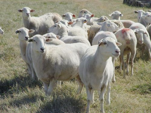 Young Katahadin Ewes And Rams ( Sheep )