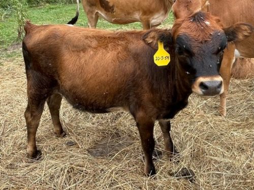 A2/a2 Mini Jersey Cross Heifer Calf ( Cattle - Miniature )