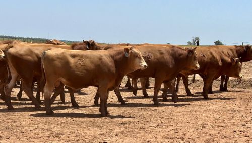 For Sale 2 Year Old Akaushi Red Wagyu Bulls ( Cattle )