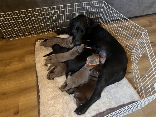 Purebred Labrador Puppies For Sale ( Dogs )