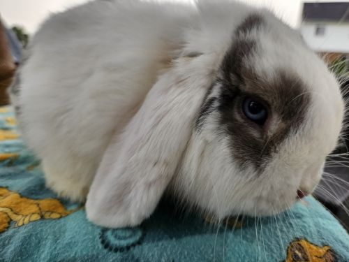 6 Month Old Pedigreed Holland Lop Buck ( Rabbits )