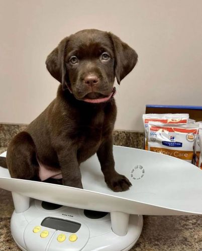Beautiful Black Chocolate Labrador Retriever ( Dogs )