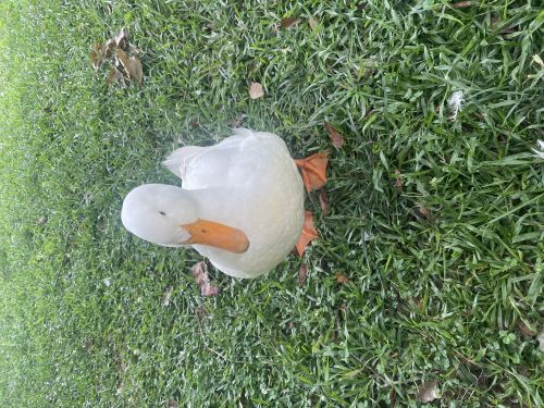 Free 4 Month Old Duck ( Animal Rescue )