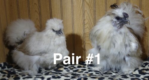 Silkies & Showgirl Pairs ( Poultry - Chickens )