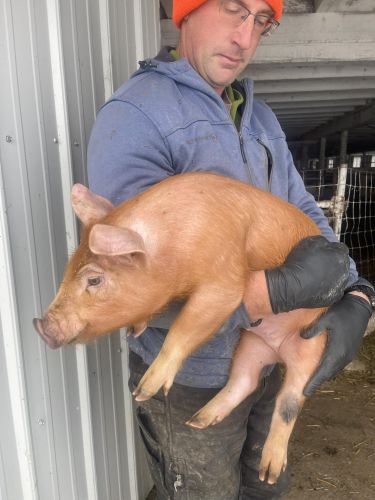 For Sale Piglets Tamworth Hogs Pork Pigs ( Hogs )