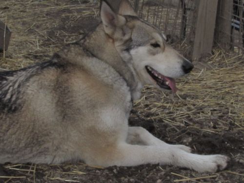 Wolf Hybrids For Sale ( Dogs )