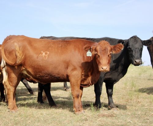 For Sale 25 Cows Black & Red Angus And Cross Breed ( Cattle )