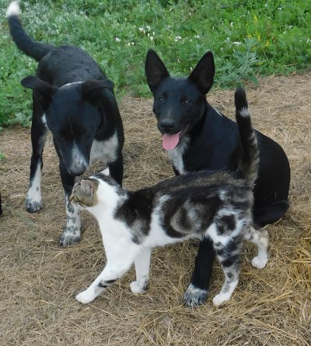 Aussie X Mcnab Cross Pups - Ranch Raised - Working Parents ( Dogs )