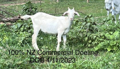 2 Commercial 100% Nz Kiko Doelings ( Goats )