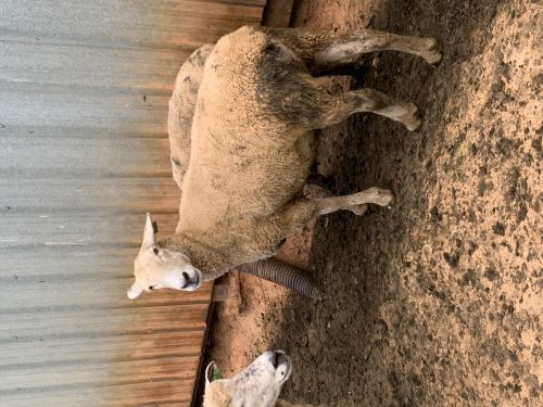 Wool Ewes For Sale ( Sheep )