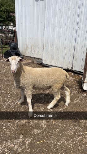 Sheep Dorset Ram - $325 ( Sheep )
