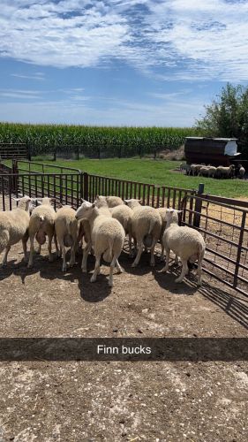 Sheep Purebred Finn Rams - $350 ( Sheep )