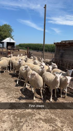 Sheep Purebred Funn Ewe Lambs ( Sheep )