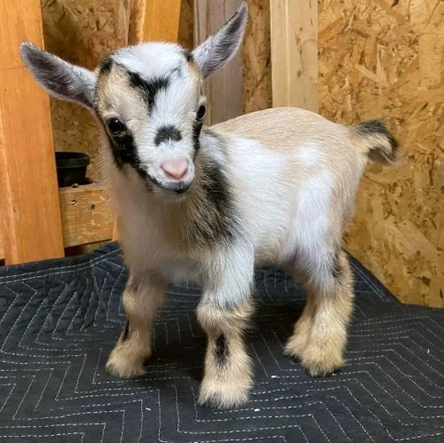 Purebred Kiko Kids ( Goats )
