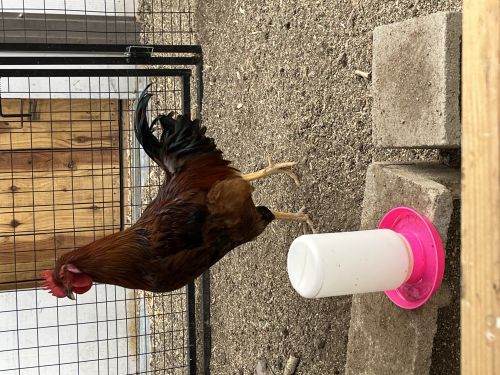 Free Rooster ( Poultry - Chickens )
