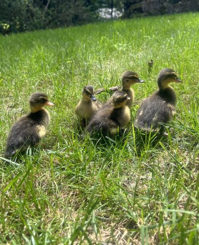 Grey Call Ducklings ( Poultry - Ducks )