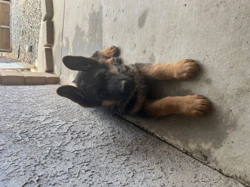 Purebred German Shepherd Puppies For Sale ( Dogs )