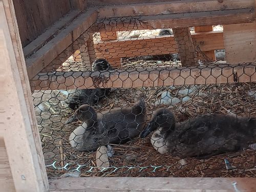 Free Mallard Ducks ( Poultry - Ducks )