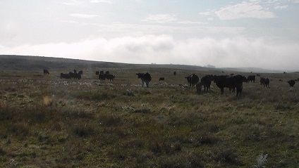 Donahey Cattle ( Cattle - Beef )