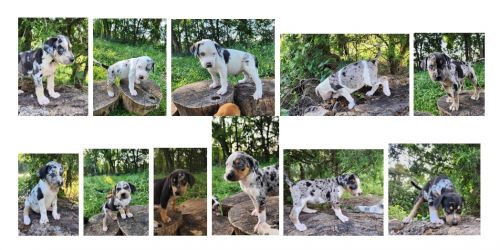 Catahoula Puppies ( Dogs )