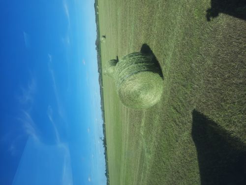 Big Round Bales Grass 1400# ( Bales )