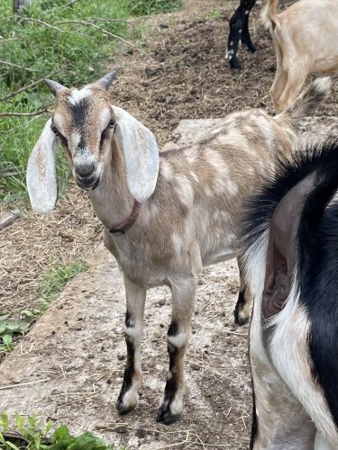 For Sale: Purebred Registered Nubian Goat Bucklings ( Goats )