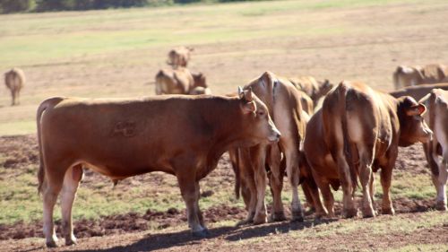For Sale Wagyu Akaushi Bulls ( Cattle )