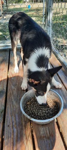 Registered Border Collies ( Dogs )