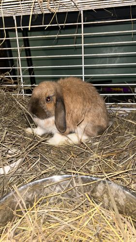 For Sale: Two Baby Bunnies And Cage ( Rabbits )