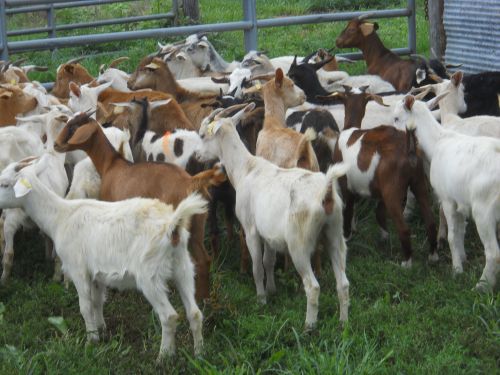 Spanish Kiko Goats For Sale ( Goats )
