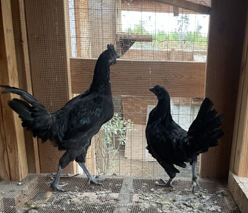 Ayam Cemani Pair Of Chickens ( Poultry - Chickens )