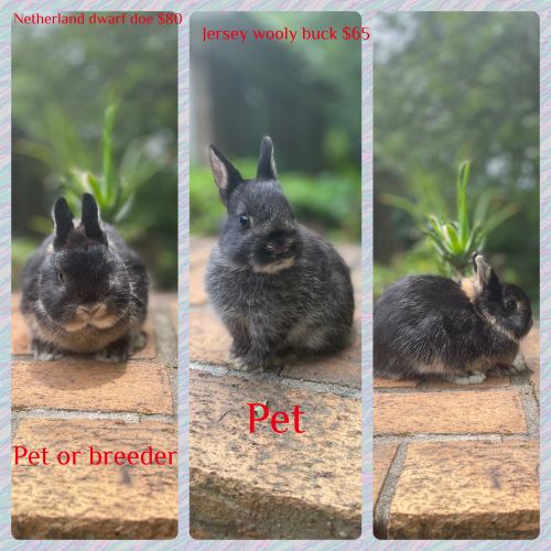 Bunnies And Rabbits For Sale Near Me Georgia ( Pets )