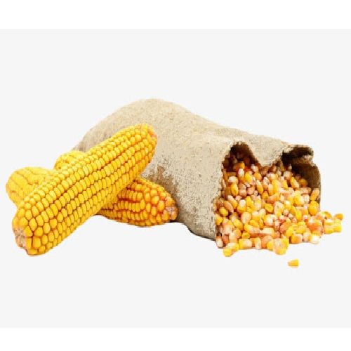 Non Gmo Yellow Corn For Cattle Feed ( Feed )