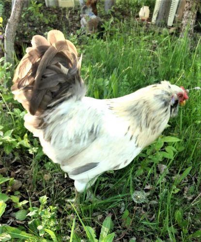 Home Needed For Two Roosters ( Poultry - Chickens )