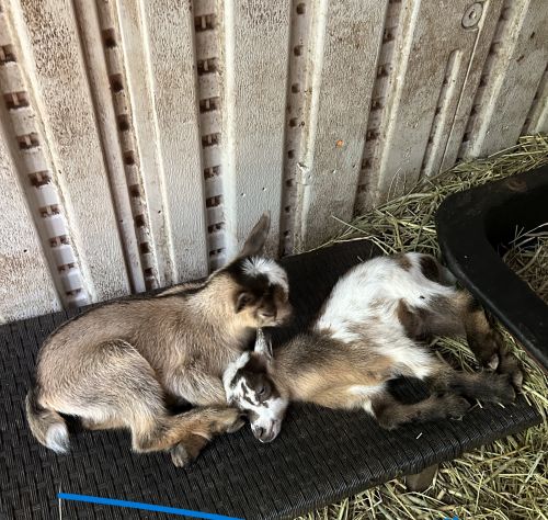 Adorable Nigerian Dwarf Goats In Need Of A Loving Home! Pricing Negot