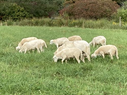 Sheep For Sale. St. Croix X ( Sheep )