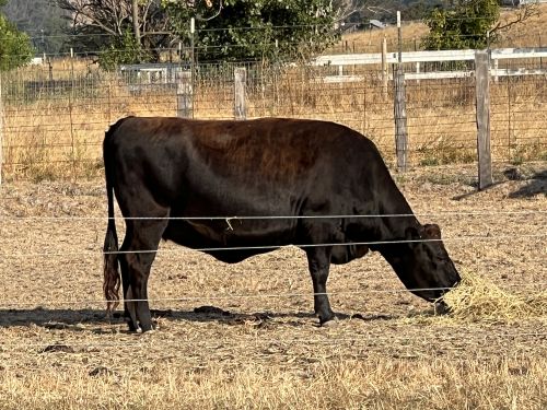For Sale: Jersey/angus Cross 2 Yr Old Bred Heifer - Due 1/25/24 ( Cat