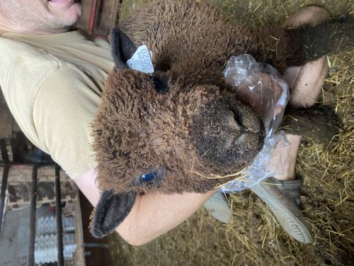 Babydoll Rams For Sale ( Sheep )