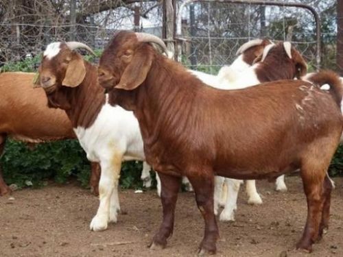1000 Heads Boer Goats, Kalahari Red Goats And Saanen Goats For Sale (