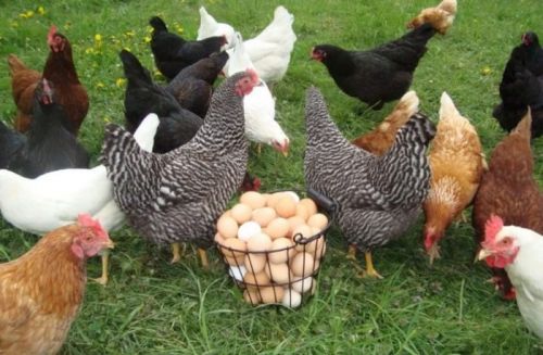 Buy Chicken Chicks, Broilers, Layers, Fresh And Fertile Chicken Eggs 