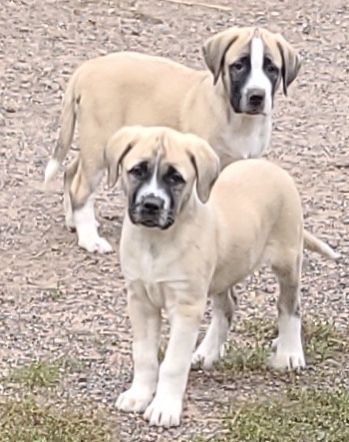 Massive Saint Bernard/boxer X Pups ( Dogs )