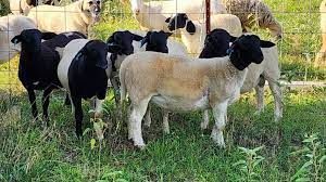 80 Commercial Dorper Lambs For Sale ( Sheep )
