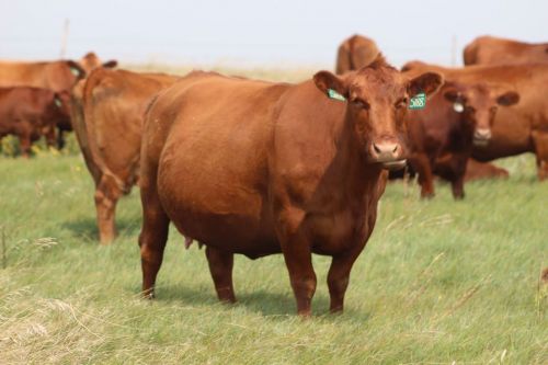 Red Angus Open/bred Heifers,bulls & Calves For Sale ( Cattle - Dairy 