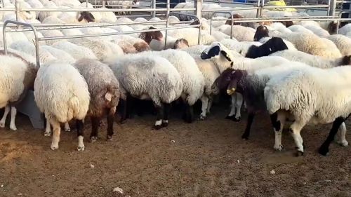 Awassi And Gissar (fat Tail Sheep For Sale) ( Sheep )
