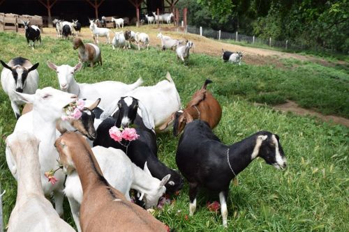 Healthy Dairy And Meat Goats For Sale ( Cattle - Beef )