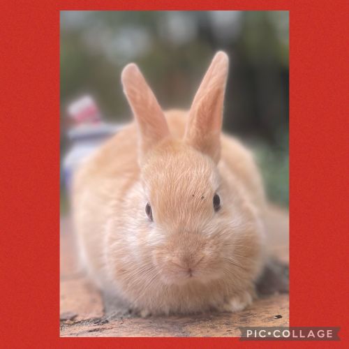 Baby Bunnies Rabbits For Sale In Georgia ( Pets )